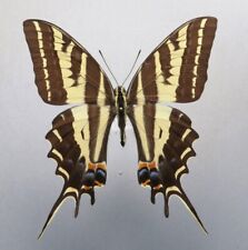 PAPILIONIDAE PAPILIO PILUMNUS SUMMER BROOD MALE NE Mexico Tamaulipas for sale  Shipping to South Africa