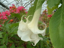 Brugmansia knightii blanc d'occasion  Villemandeur