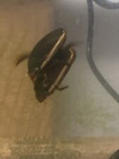 diving beetle for sale  Angleton