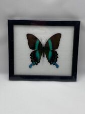 Real framed butterfly for sale  Wyoming