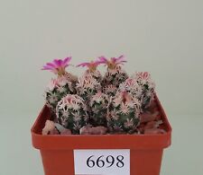 Escobaria minima 11pcs /6698/ D15-22mm,grafted for sale  Shipping to South Africa