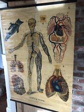 Large antique anatomical for sale  BARNETBY
