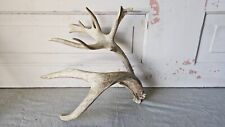 Nontypical whitetail deer for sale  Markham