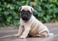 Adorable pug puppy for sale  SELBY