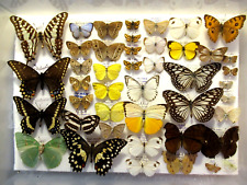 Box specimens tropical for sale  WIGTON