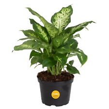 Dieffenbachia live indoor for sale  Brentwood