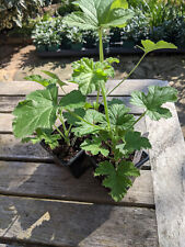 Scented pelargonium attar for sale  ADDLESTONE