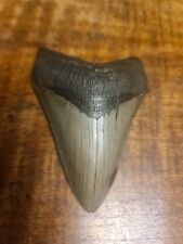 fossils for sale  Shipping to South Africa