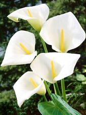One young calla for sale  NORTHWICH