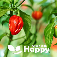 Chilli pepper seeds for sale  DONCASTER