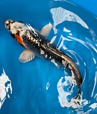 Koi pond fish for sale  MELTON MOWBRAY