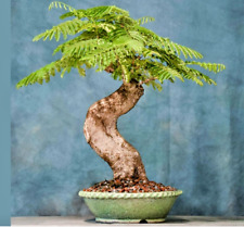 Bonsai tree royal for sale  Miami