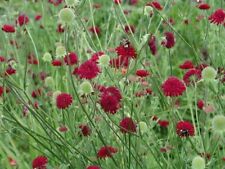 Knautia macedonica plants for sale  KNUTSFORD