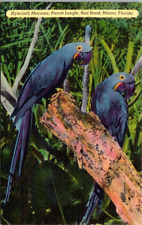 Miami hyacinth macaws for sale  Fleming Island