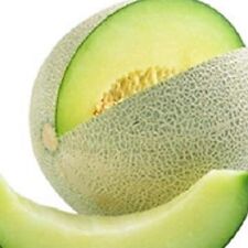 Honeydew green melon for sale  Minneapolis