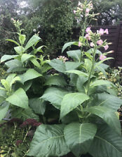 Tobacco 100 seeds for sale  THATCHAM