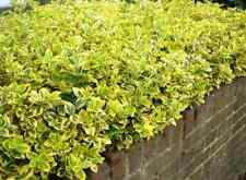 Cuttings gold euonymus for sale  Montgomery