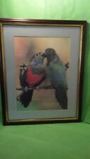 Crimson bellied conure for sale  SOUTH SHIELDS