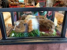 Mouse gerbil hamster for sale  Masontown