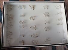 Scientific specimen moth for sale  SOUTHAMPTON