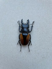 Lucanidae, Odontolabis cuvera cuvera, India, very rare, 61 mm, A1 for sale  Shipping to South Africa