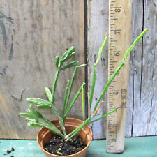 Rhipsalis cereoides! CUTTING, used for sale  Shipping to South Africa