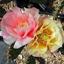 Prickly pear cactus for sale  Redmond
