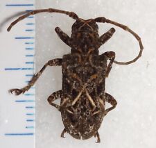 Cerambycidae longhorn beetle for sale  Depauw