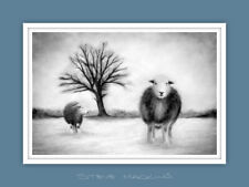 Herdwick ewes winter for sale  MARYPORT