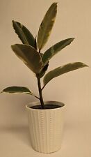 Ficus elastica tineke for sale  Hixson