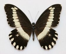 Butterfly female papilio for sale  RUGELEY