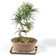 Podocarpus micro phyllus for sale  Denver