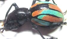 P003 Q | EL : Pachyrrhynchus species? female 17mm NEW!!!!!!!!!!!!!, used for sale  Shipping to South Africa