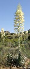 Chaparral yucca hesperoyucca for sale  Inglewood