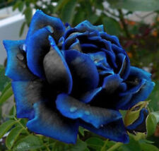 Rosa blu cobalto usato  Vercelli