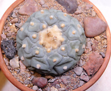 Rare cactus sp.bluesuper for sale  Grand Prairie