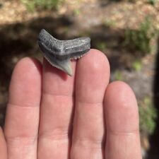 Nice florida fossil for sale  Pinellas Park