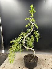 Cedar bonsai tree for sale  BROUGH