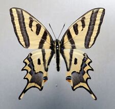 PAPILIONIDAE PAPILIO ALEXANOR MALE Armenia, used for sale  Shipping to South Africa