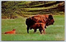 Buffalo cow calf for sale  El Paso