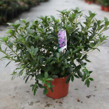 Rhododendron plant blue for sale  IPSWICH