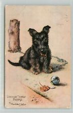 Scottish terrier puppy for sale  MENSTRIE