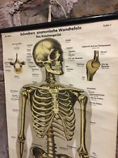 Antique anatomical skeleton for sale  PENRITH