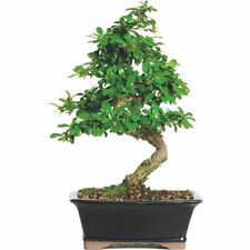 Fukien tea bonsai for sale  USA