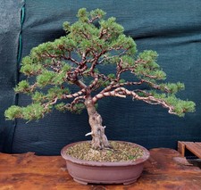 larice bonsai usato larice bonsai usato Vilminore Di Scalve