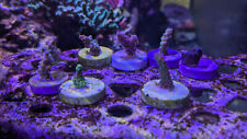 Coral frag pack for sale  USA