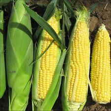 Sweet corn sweetcorn for sale  SALISBURY