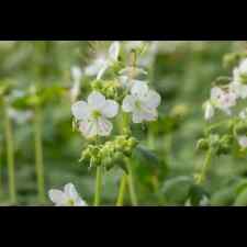 Geranium macrorrhizum album gebraucht kaufen  Deutschland