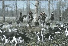 Chasse coure d'occasion  Reims