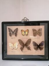 Cadre papillons entomologie d'occasion  Pignans